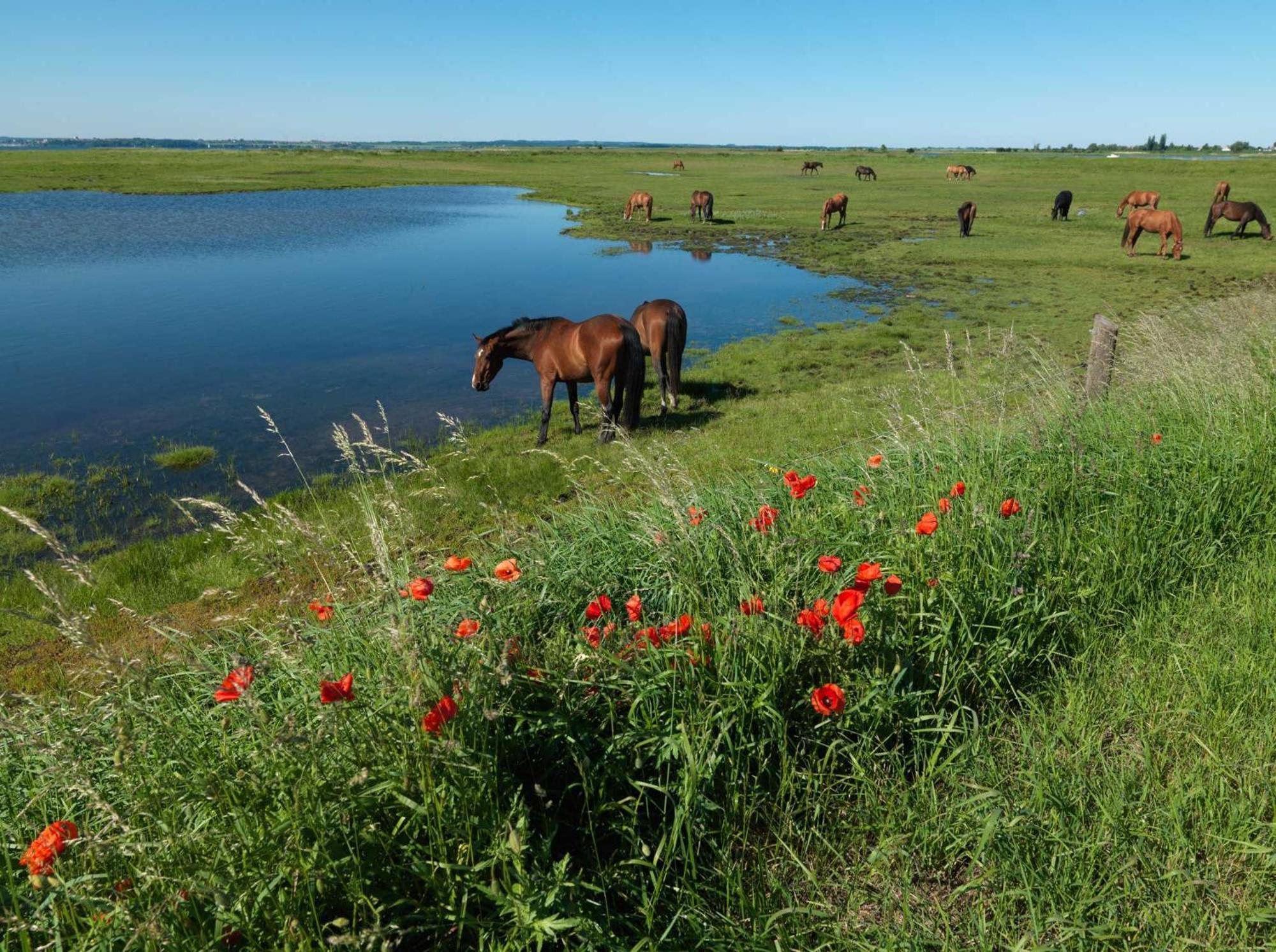 Haus Suedwester Koralle Insel Poel Buitenkant foto